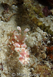 harlequin shrimp. by Marc Kuiper 